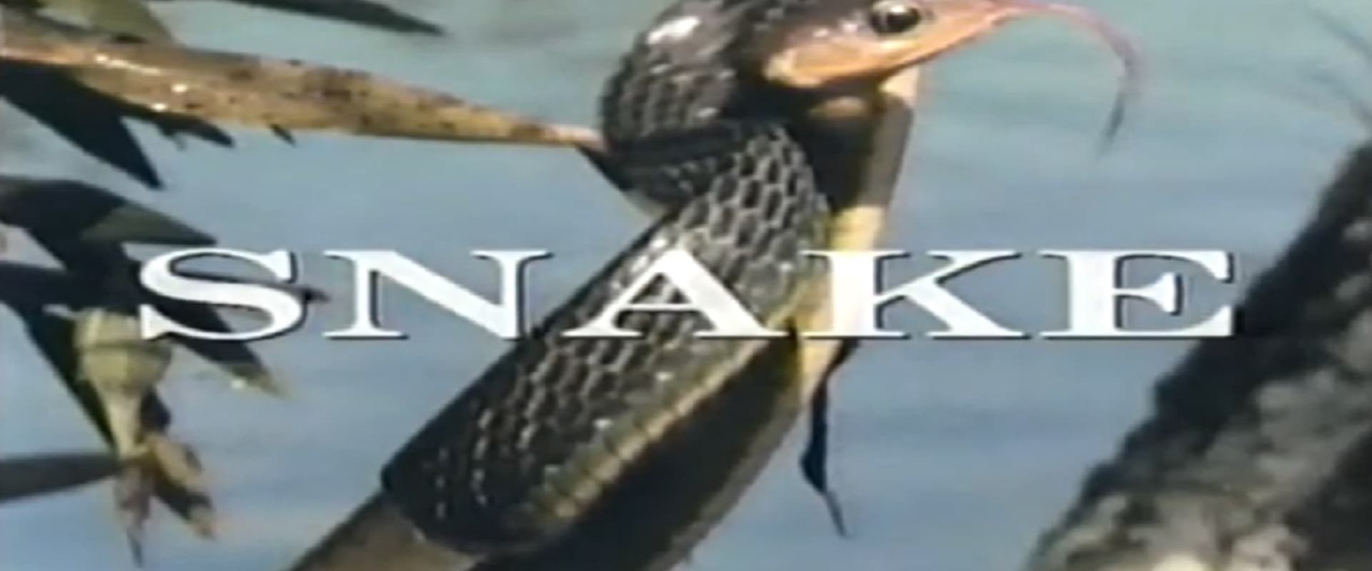 Predators of the Wild: Snake