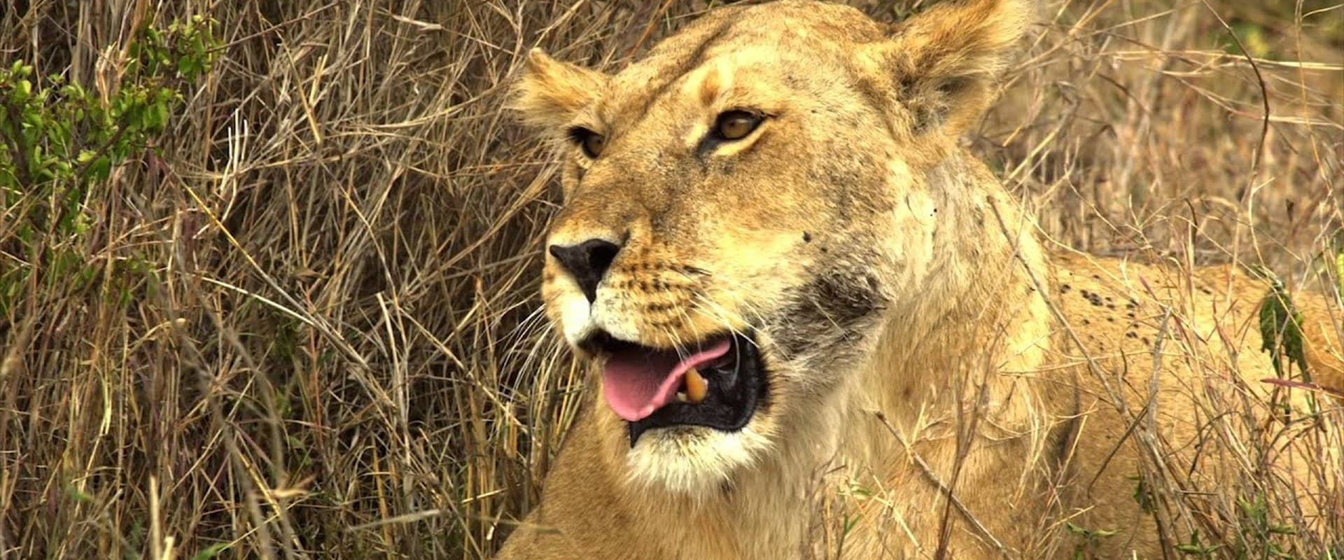 Serengeti: Nature's Greatest Journey