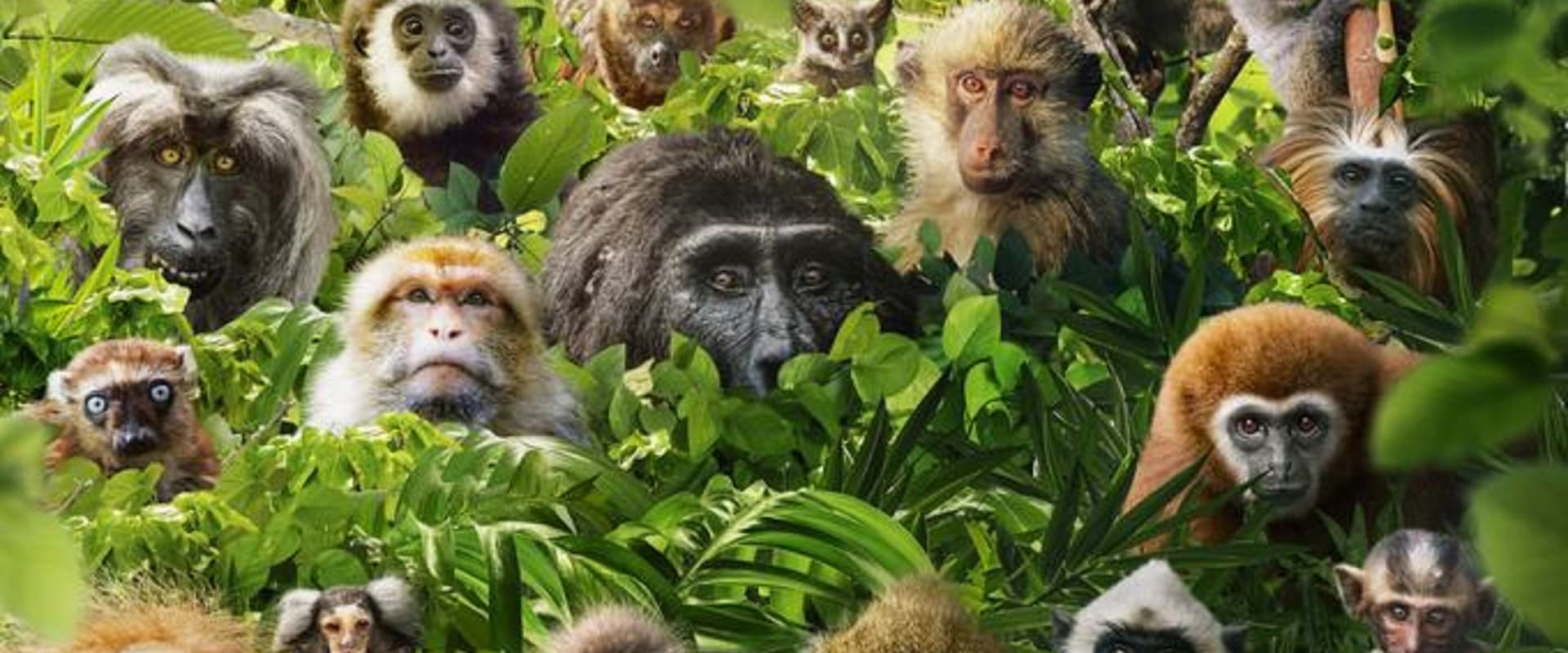 Dans le secret des primates