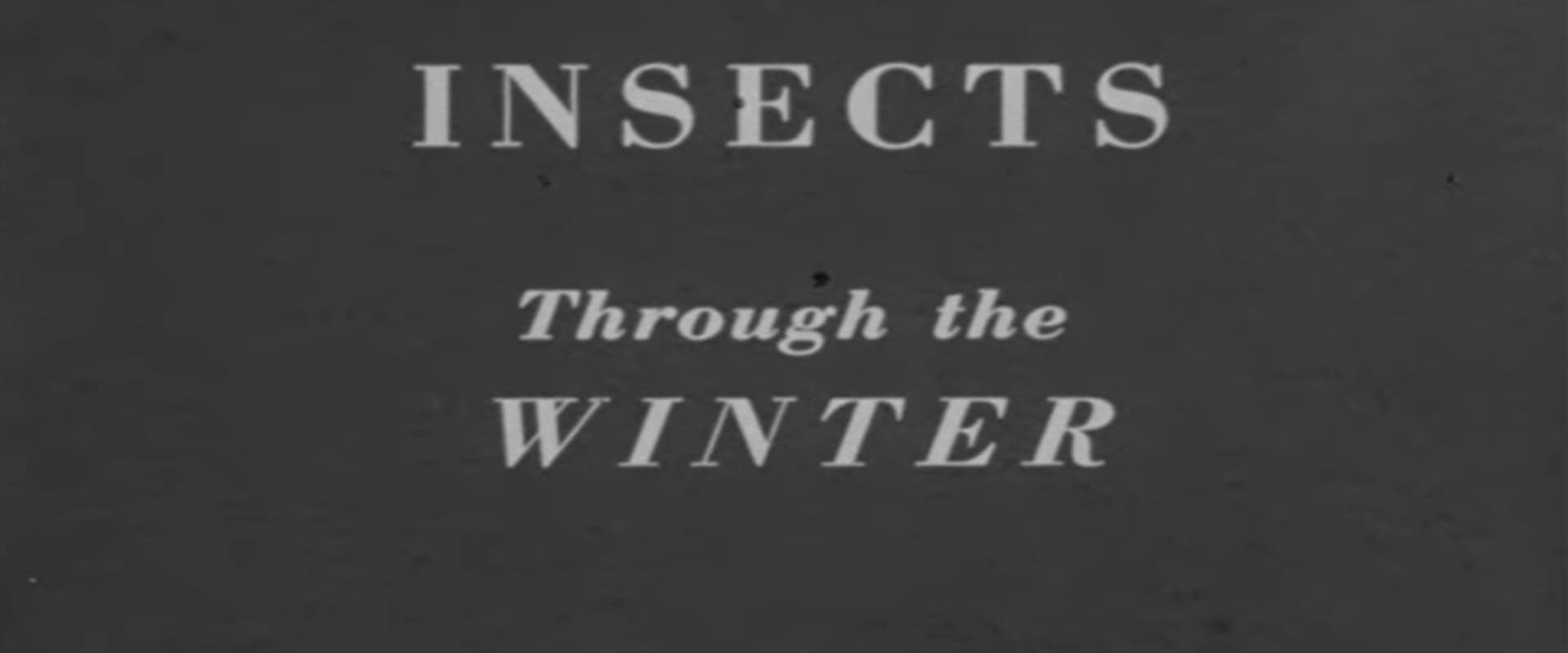 Insects Through the Winter