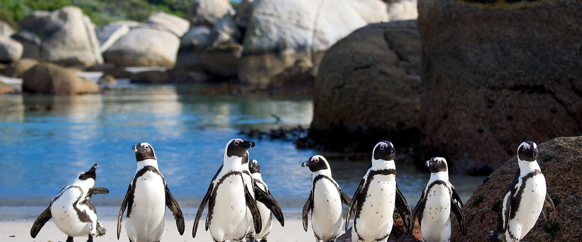 Penguins: Meet the Family