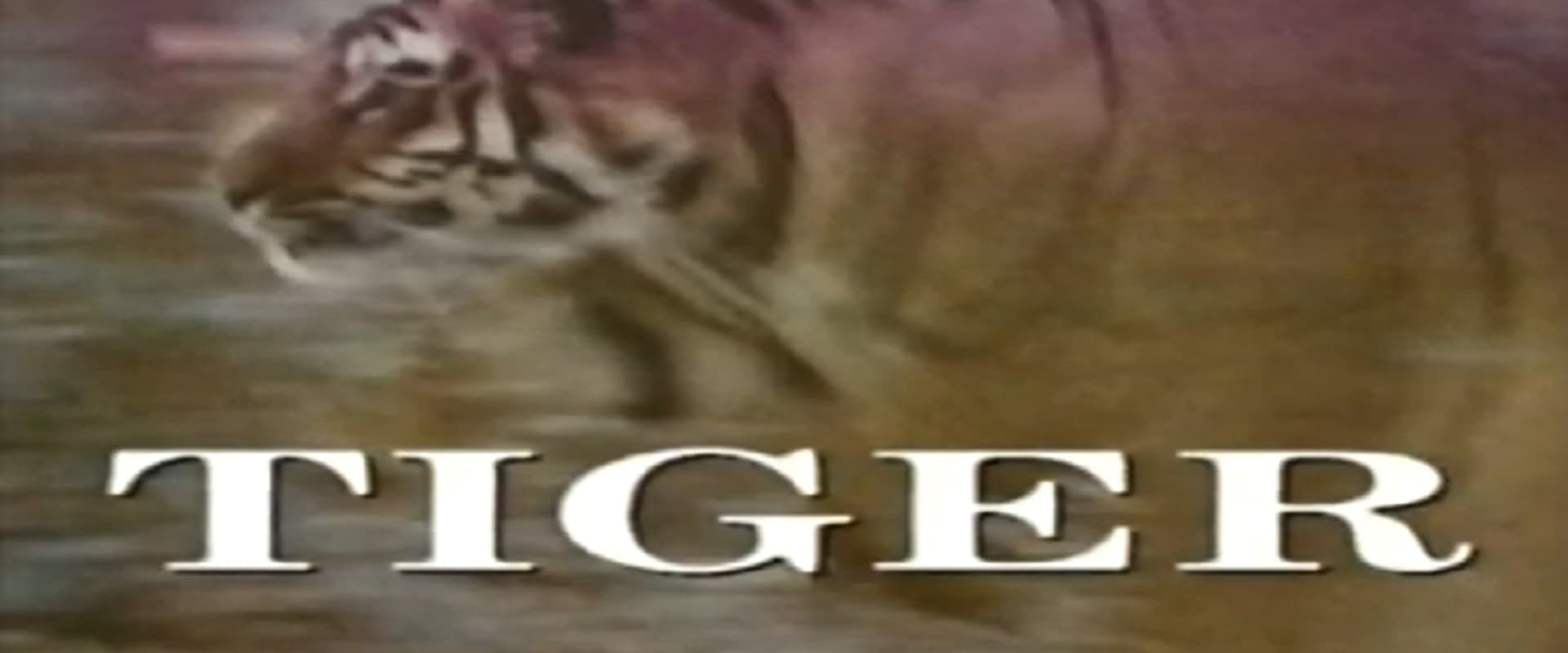 Predators of the Wild: Tiger