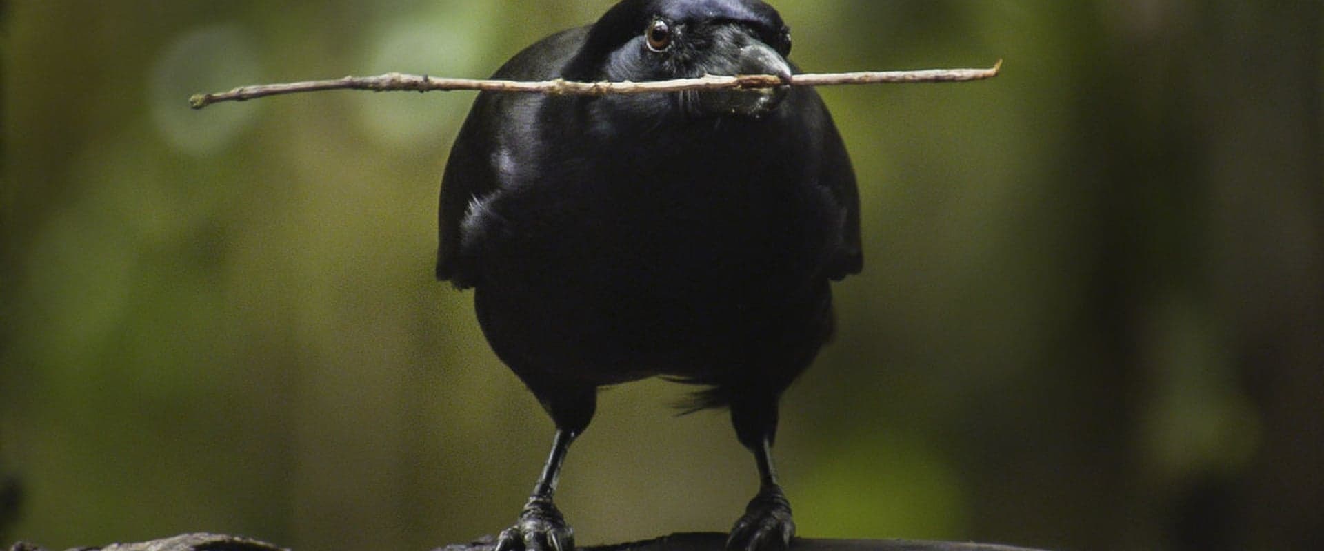 Beak & Brain - Genius Birds from Down Under