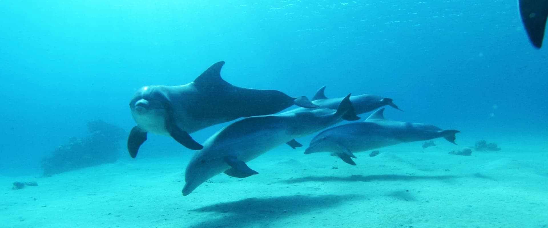 Dolphins in the Deep Blue Ocean