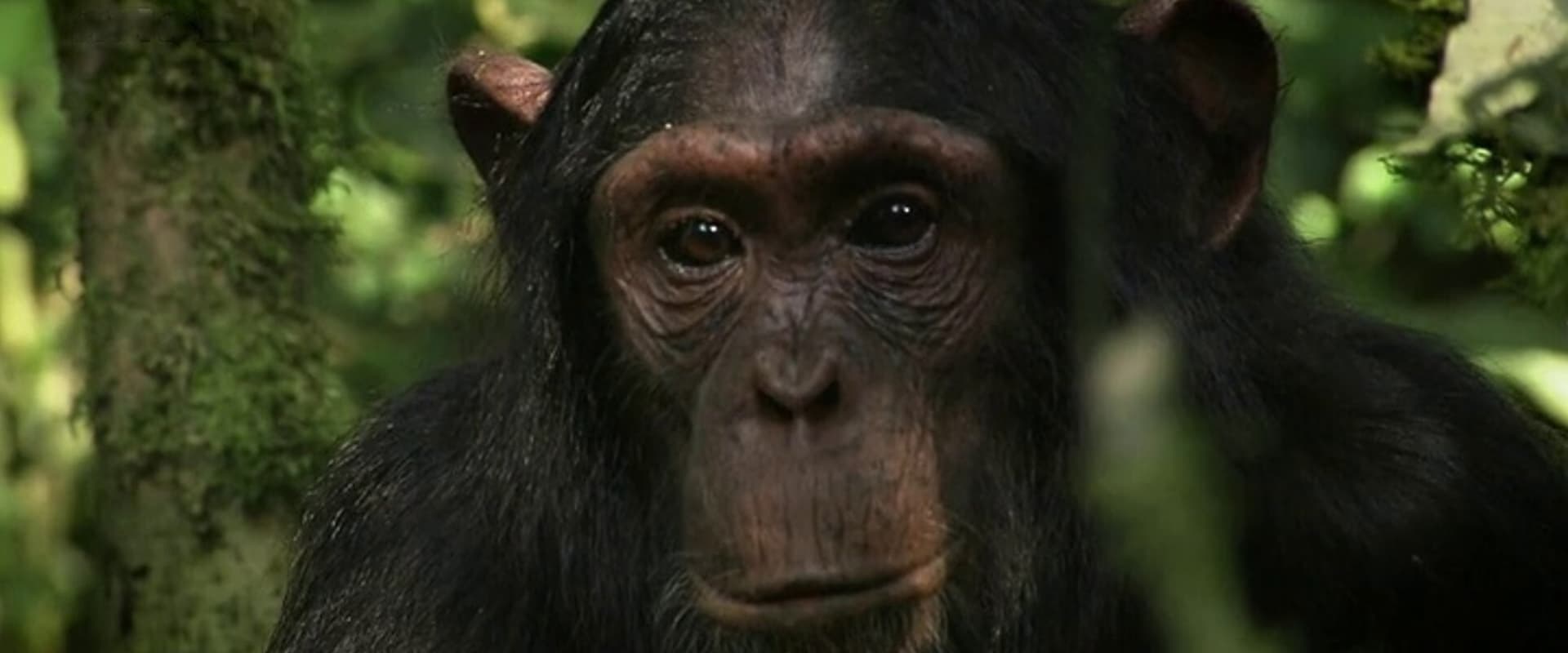 Das Geheimnis der Affen - Kulturforschung bei Schimpansen