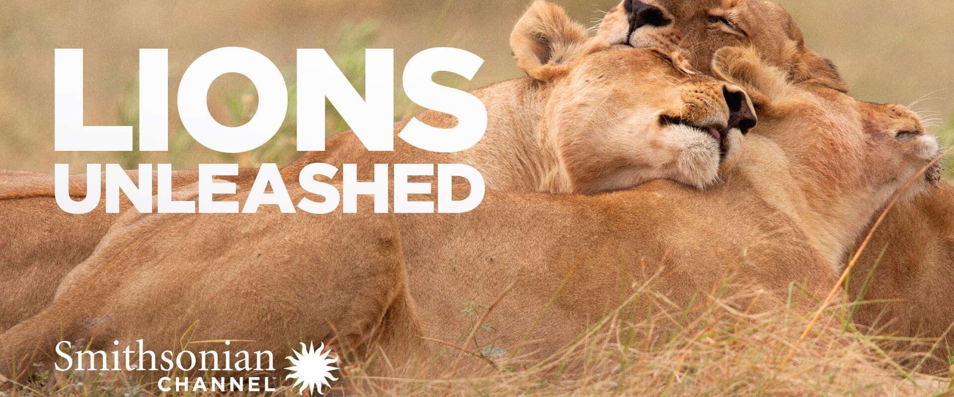 Lions Unleashed