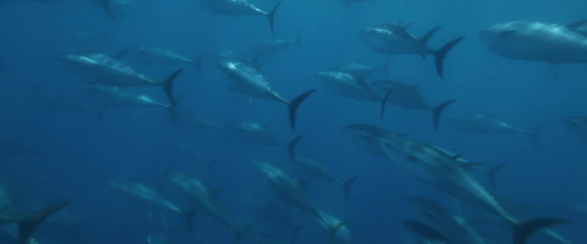 Superfish: Bluefin Tuna