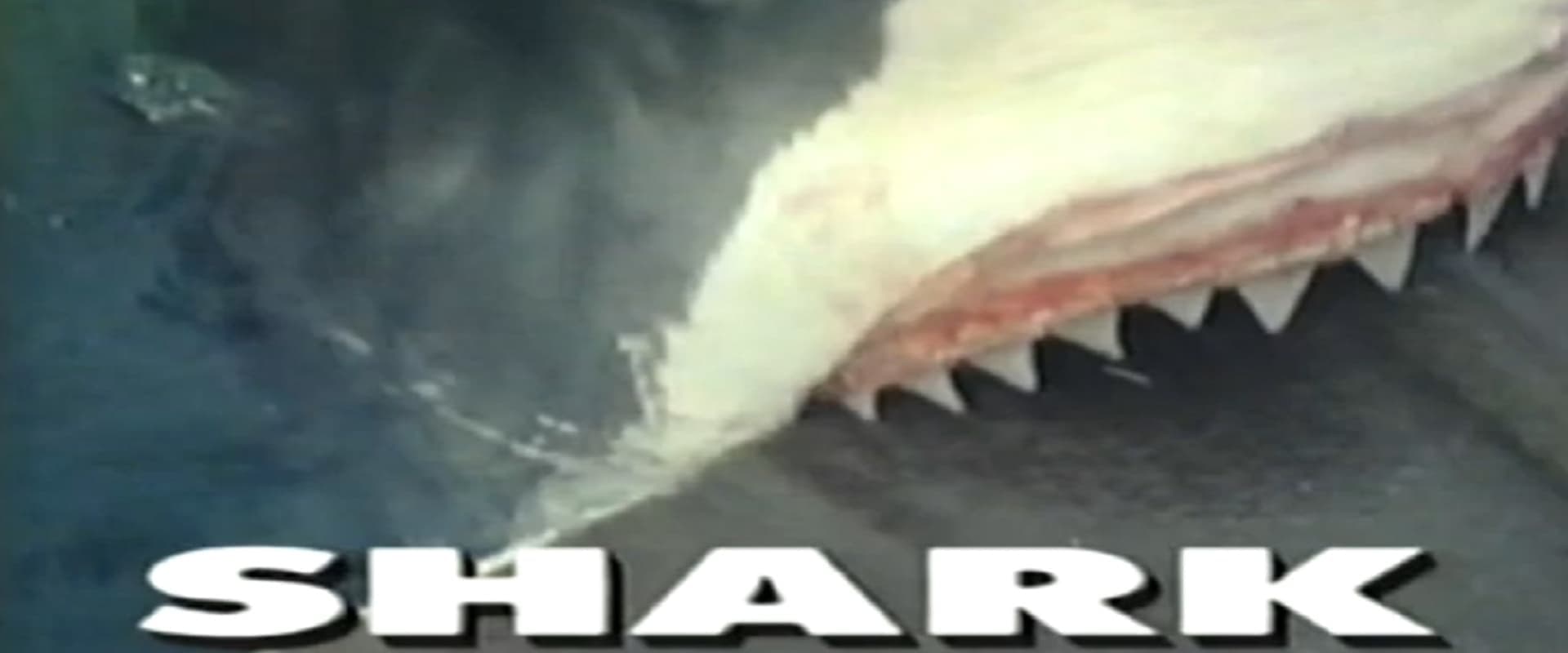 Predators of the Wild: Shark