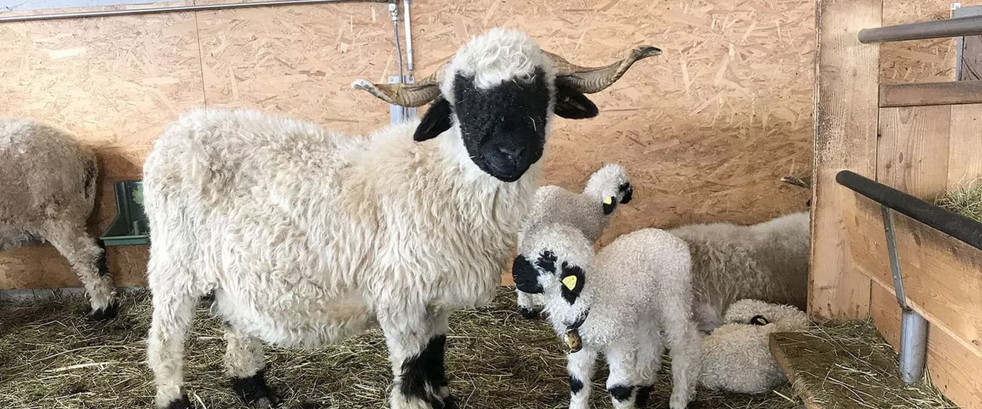 Das schönste Schaf im Wallis