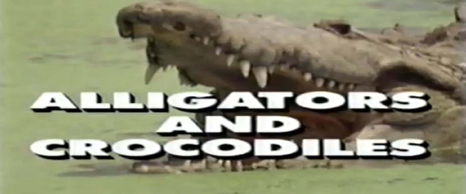 Predators of the Wild: Crocodiles and Alligators