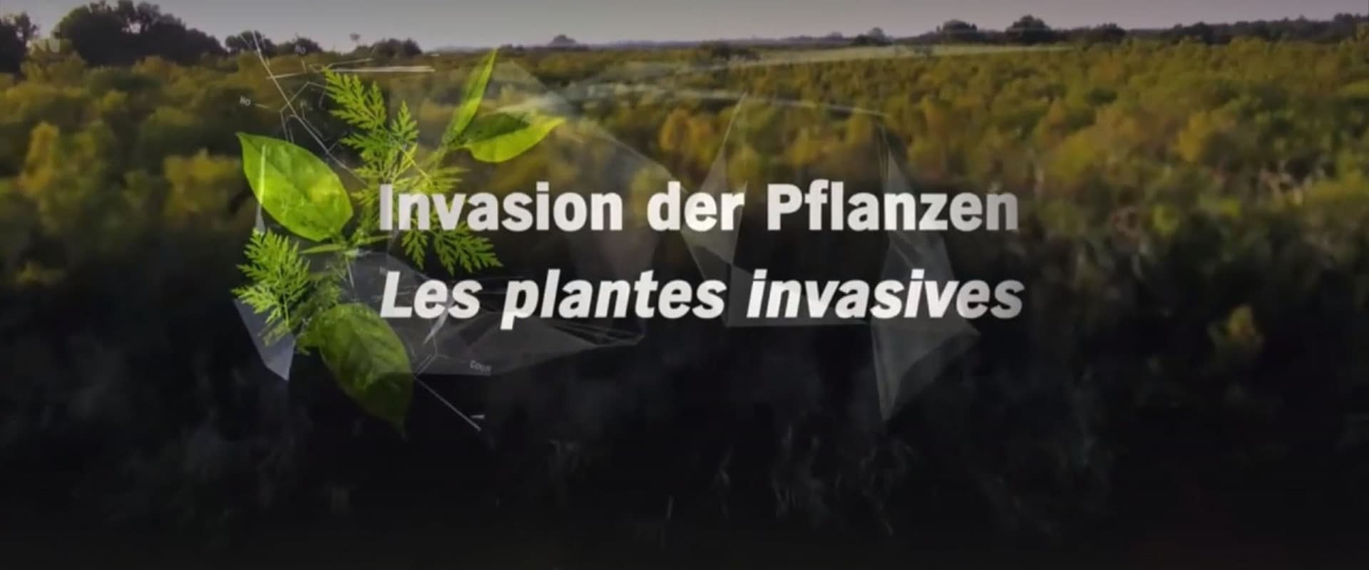 Invasion der Pflanzen - Gefahr für Umwelt und Mensch ?