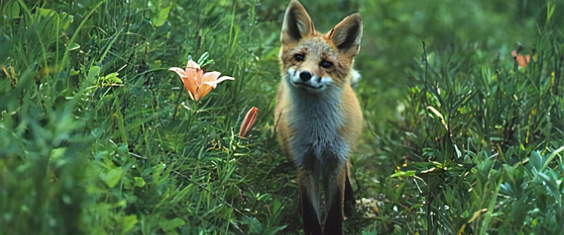 The Glacier Fox