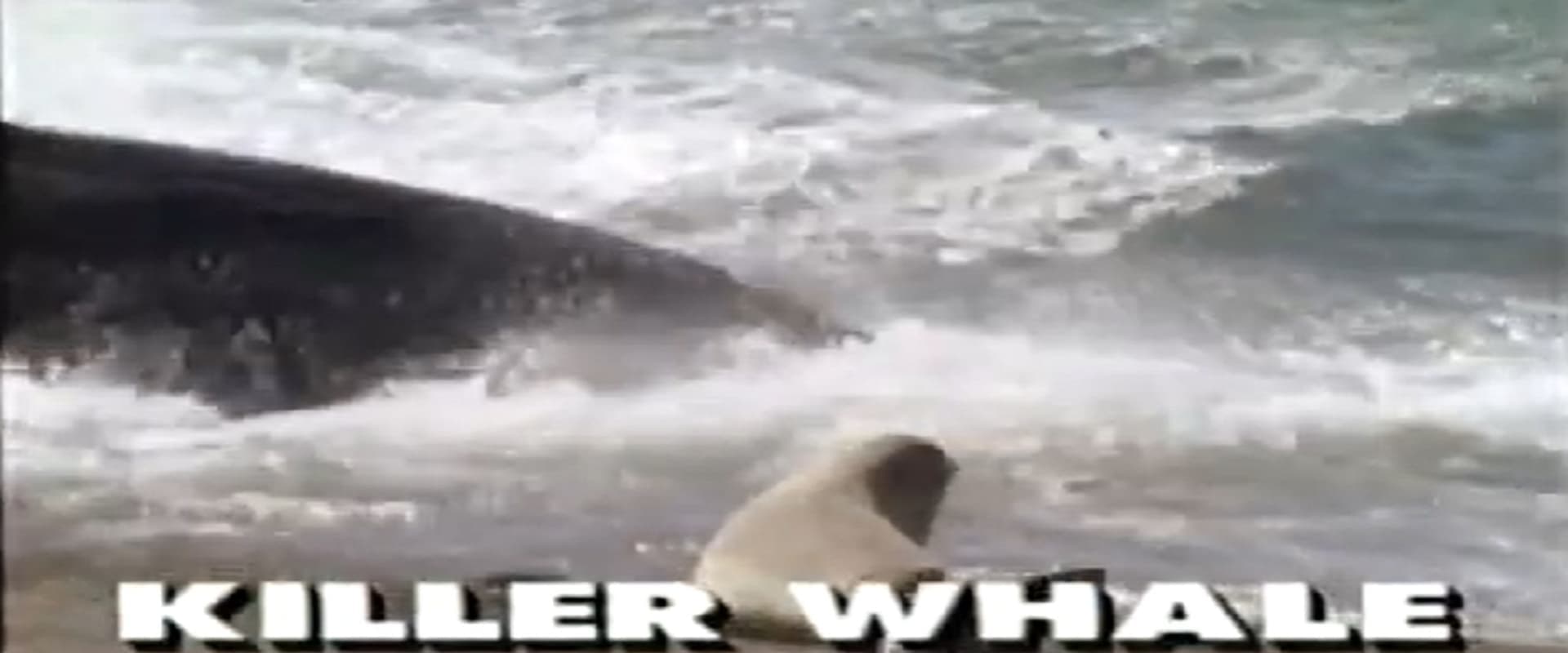 Predators of the Wild: Killer Whale
