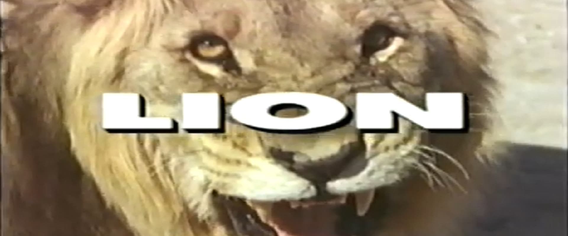Predators of the Wild: Lion
